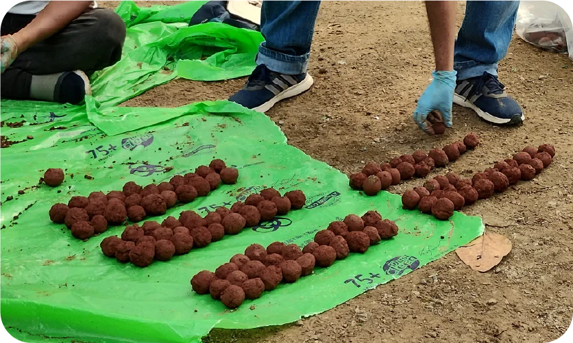 Seed balls lined up on a green sheet for drying